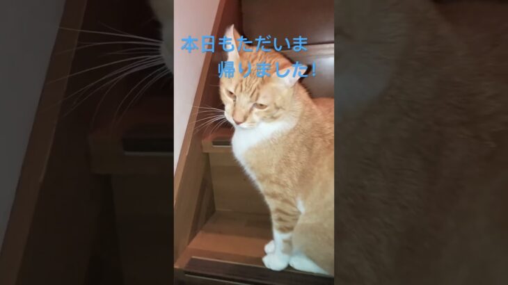 今日は少し暖かいのかお待ちかね🤣 #shortvideo #cat #猫#猫動画 #猫好き #お出迎え猫#おかえり猫#ただいま#可愛い猫#おもしろ動画 #癒し動画 #保護猫