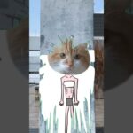 【削除覚悟！スレンダーな…】#shortvideo #shorts #Japanese#cat#KITTY#子猫#قطة#pusi#кот#고양이#kedi#bisad#แมว#ねこ#可愛い