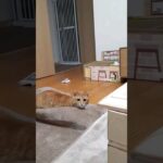 マットをぐちゃぐちゃにして遊ぶ猫の決め顔！