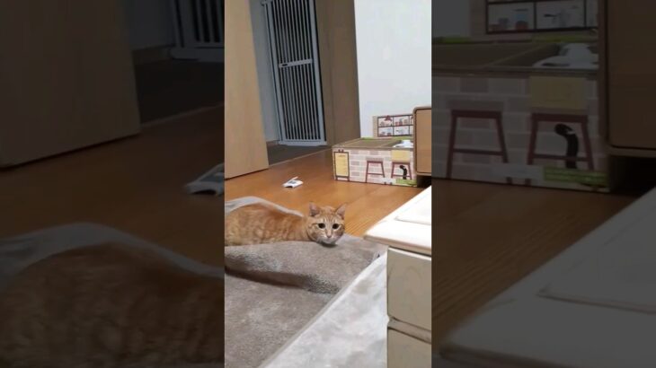 マットをぐちゃぐちゃにして遊ぶ猫の決め顔！