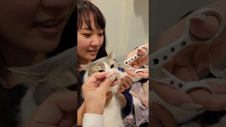 猫のツメ切りハプニング