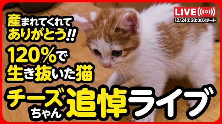 【🔴ライブ記録】(急遽変更) チーズちゃんについてご報告。皆様の温かいお気持ちに感謝いたします。