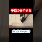 子猫のあやまち