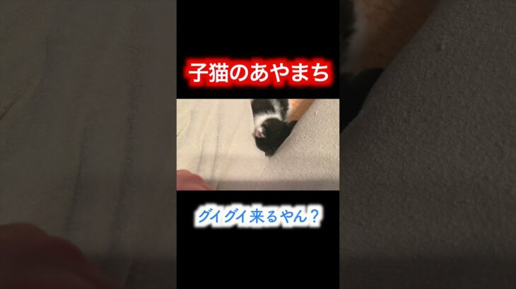 子猫のあやまち