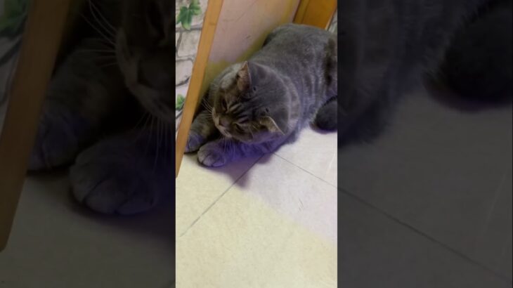 【猫が喜ぶ映像】可愛い猫たち🥰癒し🥰#猫 #子猫 #ねこ #고양이#猫が喜ぶ映像#새끼고양이#고양이동영상