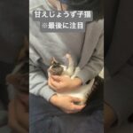 甘え上手で、あざといミケ子猫🐱最後までみて🫶#保護猫 #癒し #癒し動画 #子猫 #小猫 #子猫飼いたい #個人ボランティア #譲渡会 #毎日更新 #毎日投稿 #チャレンジ