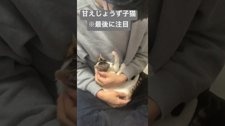 甘え上手で、あざといミケ子猫🐱最後までみて🫶#保護猫 #癒し #癒し動画 #子猫 #小猫 #子猫飼いたい #個人ボランティア #譲渡会 #毎日更新 #毎日投稿 #チャレンジ