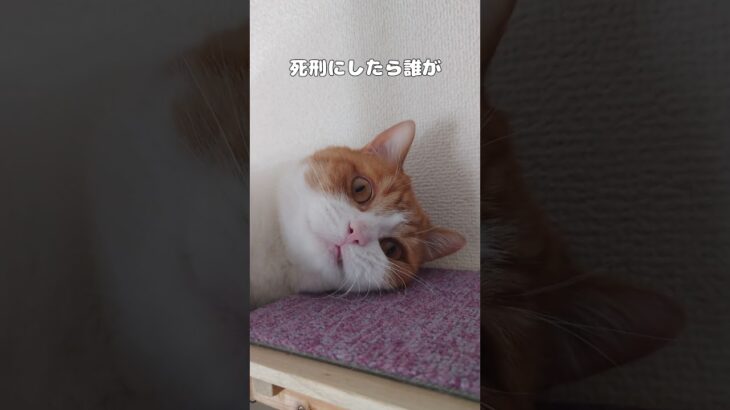 何回言わせたら気がすむんですか？ #猫 #猫のいる暮らし #ねこ #かわいい #ペット #おもしろ