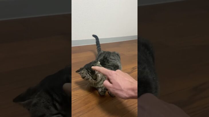 やんちゃな猫は飼い主に教えられた.. #かわいい猫