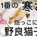 今年1番の寒さ‼︎野良猫子猫を抱っこする事に成功した‼︎ネコフィクションが親になりました‼︎#野良猫 #子猫