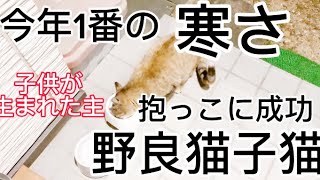 今年1番の寒さ‼︎野良猫子猫を抱っこする事に成功した‼︎ネコフィクションが親になりました‼︎#野良猫 #子猫