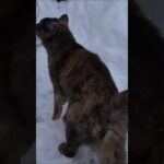 おばあちゃん猫②❕もうすぐ19歳❕😸大雪に挑戦！⛄【猫かわいい】会津若松 Grandma Cat (almost 19 years old) Challenge heavy snow!Cute Cat
