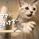 【ハプニング2本だて】子猫が慣れないキャットタワーでこーなっちゃった😅💦