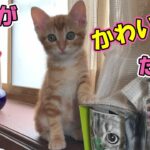 【保護猫】子猫は何しても可愛い猫やなぁ～ その2【猫の壺】