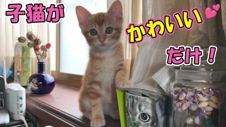 【保護猫】子猫は何しても可愛い猫やなぁ～ その2【猫の壺】