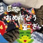 2024 お正月のごあいさつ🌄　　　　　　　　　　　　　　　　　　　　　　　　　　　　　　　　　　　　　#猫動画  #保護猫  #かわいい