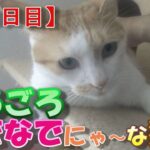 【2186日目】ごろごろなでなでにゃ～な猫【かわいい・面白い】～The growth record of my cute cat, Nike day 2186