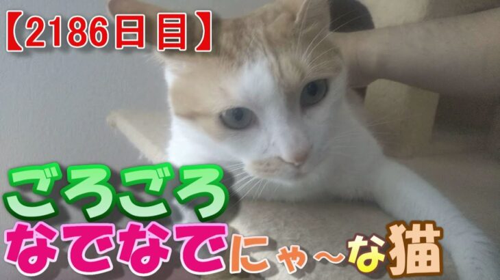 【2186日目】ごろごろなでなでにゃ～な猫【かわいい・面白い】～The growth record of my cute cat, Nike day 2186