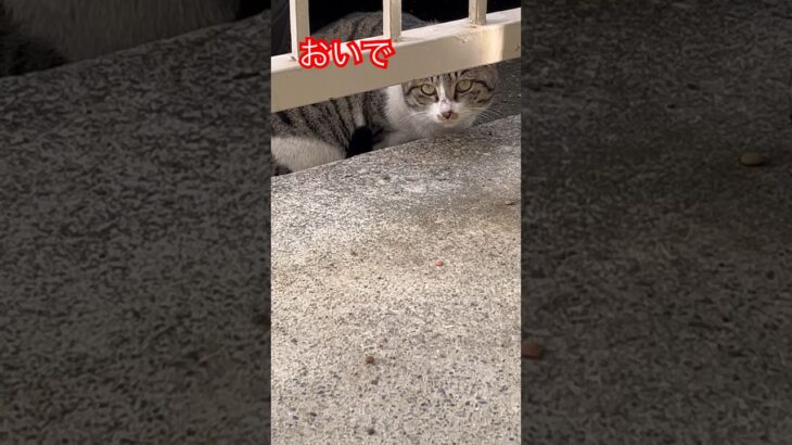 警戒心強すぎる猫24 #おすすめ #cat #ねこ #愛しい #japanese#shortvideo#shorts#short#cats#zoo#ショート#おもしろ#野良猫#猫#猫動画 #癒し