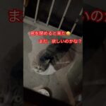 警戒心強すぎる猫27 #おすすめ #cat #ねこ #愛しい #short#shorts#zoo#catshort#癒し#猫#猫動画#ショート#shortvideo#おもしろ#動物#japanm#