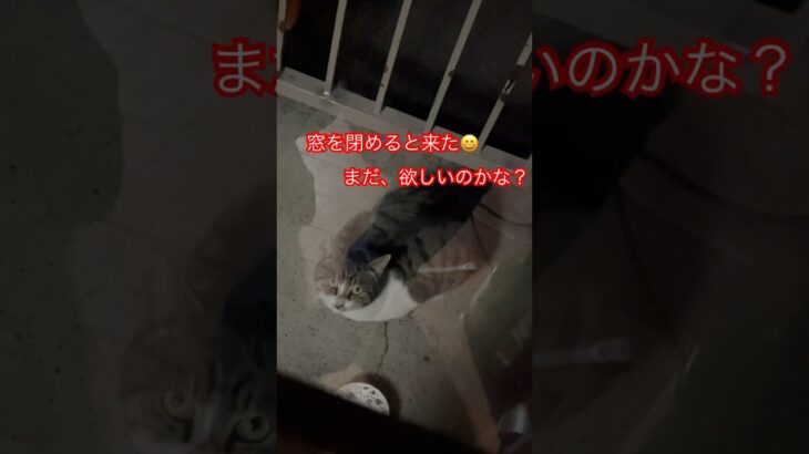 警戒心強すぎる猫27 #おすすめ #cat #ねこ #愛しい #short#shorts#zoo#catshort#癒し#猫#猫動画#ショート#shortvideo#おもしろ#動物#japanm#