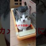 【猫動画】カメラ目線の2匹の猫　#shorts  #猫  #かわいい  #癒し