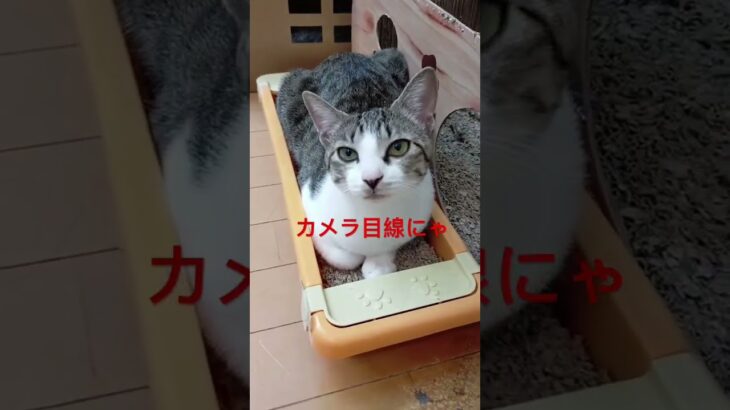 【猫動画】カメラ目線の2匹の猫　#shorts  #猫  #かわいい  #癒し