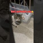 警戒心強すぎる猫30#おすすめ #cat #ねこ#short#shortvideo#shorts #zoo#癒し#cats #おもしろ#japan#ショート#日本#gatos #猫#猫動画#