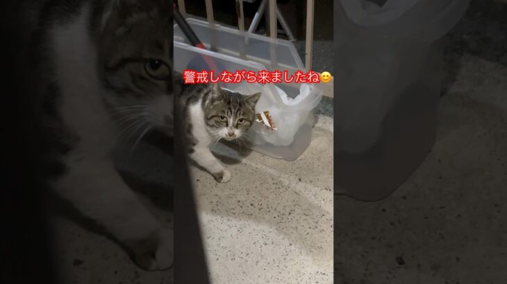 警戒心強すぎる猫30#おすすめ #cat #ねこ#short#shortvideo#shorts #zoo#癒し#cats #おもしろ#japan#ショート#日本#gatos #猫#猫動画#