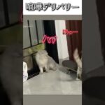 猫のおもしろ動画にツッコミどころ満載なアフレコしてみた＃52 【お届け】【ハプニング映像】#shorts　#アフレコ #面白動画