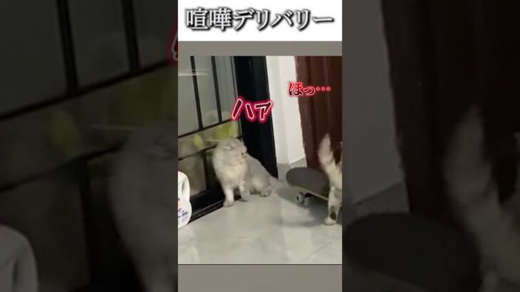 猫のおもしろ動画にツッコミどころ満載なアフレコしてみた＃52 【お届け】【ハプニング映像】#shorts　#アフレコ #面白動画