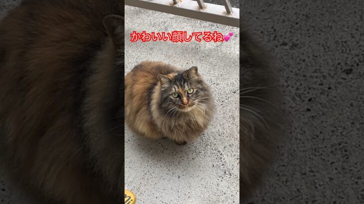 #6ベランダに来る猫#short#shorts#cat#cats#Japan#癒し#猫#おすすめ#おもしろ#ショート#野良猫#猫#ねこ#ペット