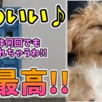 【動物おもしろ】猫・犬・動物の爆笑アフレコ！ハプニングだらけの犬、猫がおもしろすぎた集 Vol.８１