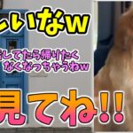 【動物おもしろ】猫・犬・動物の爆笑アフレコ！ハプニングだらけの犬、猫がおもしろすぎた集 Vol.９１