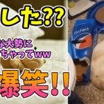 【動物おもしろ】猫・犬・動物の爆笑アフレコ！ハプニングだらけの犬、猫がおもしろすぎた集 Vol.８２