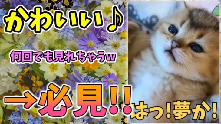 【動物おもしろ】猫・犬・動物の爆笑アフレコ！ハプニングだらけの犬、猫がおもしろすぎた集 Vol.８３