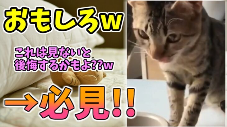 【動物おもしろ】猫・犬・動物の爆笑アフレコ！ハプニングだらけの犬、猫がおもしろすぎた集 Vol.８６