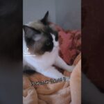 ふみふみうんどう　 #cat #可愛いcute #catcute #猫のいる暮らし #猫おもしろ動画集