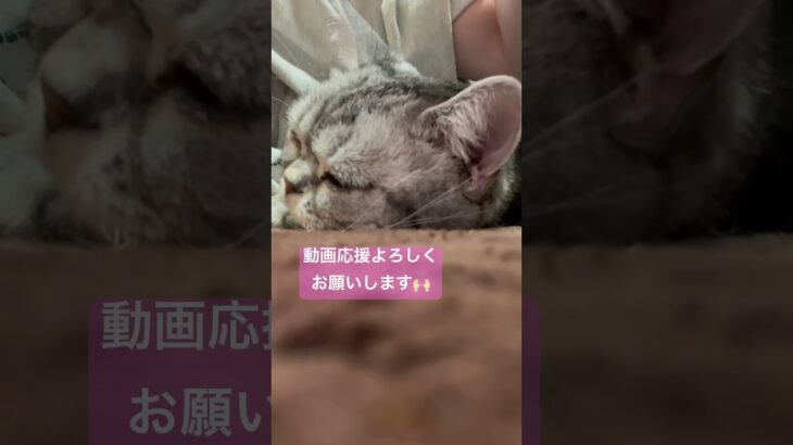 癒し🥰 #猫 #cat #cute #アメショー #アメリカンショートヘア #親子 #ブリーダー #里親 #猫動画 #shorts