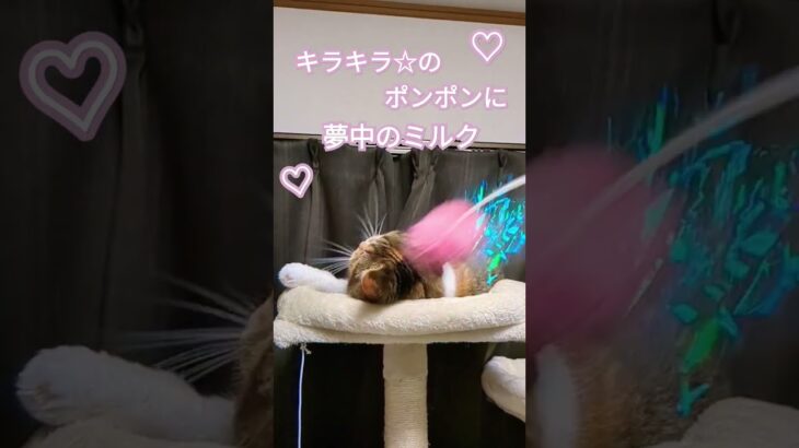 ねこって無邪気【かわいい猫】#shorts