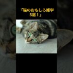 猫のおもしろ雑学・豆知識５選！#shorts