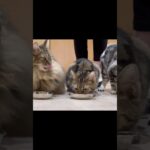 みんなで仲良くご飯できるかな？#猫カフェ #ねこ動画 #おもしろ動画 #shorts