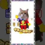 【今年の運勢チャレンジ】#shortvideo #shorts#ショート動画#保護猫#癒し#野良猫#保護犬#ねこすたぐらむ #いぬのきもち #cat #kitty