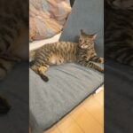 チラ見する猫さん #おもしろ猫  #ショート