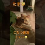 こたつでくつろぐ猫が可愛いすぎました