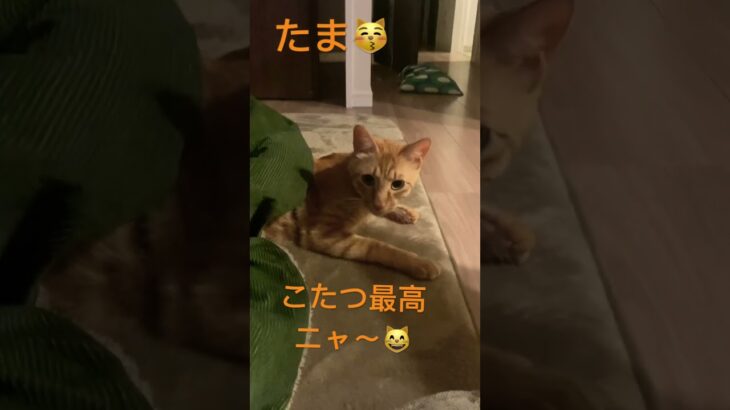 こたつでくつろぐ猫が可愛いすぎました