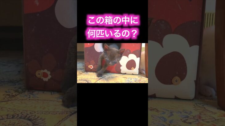 見ると便秘が解消するような気がする子猫動画