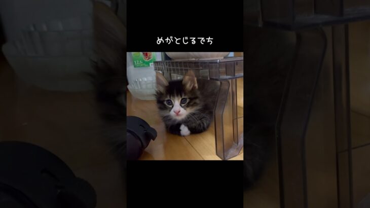 ねむい、ねむい子猫が可愛い