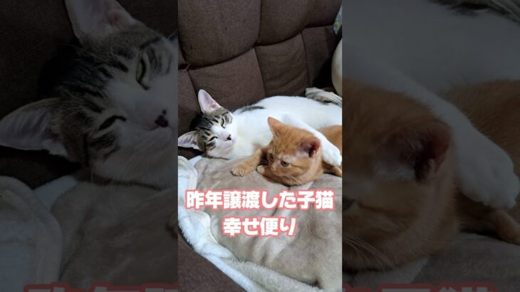 昨年末に譲渡した茶トラ子猫の幸せ便り。