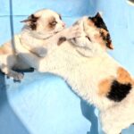 三毛猫ママと可愛い子猫達が大きな水槽の中で運動会をする